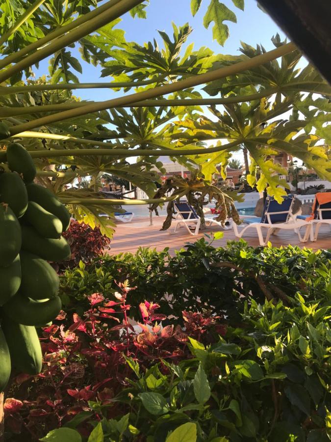 Apartamento Las Vistas Beach - Tenerife Royal Gardens Playa de las Américas Kültér fotó